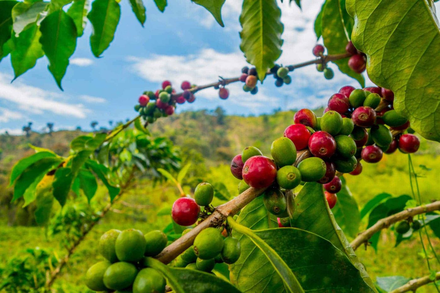 direct-trade-vs-fair-trade-coffee-what-s-the-difference